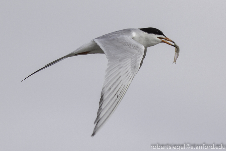 forster's tern